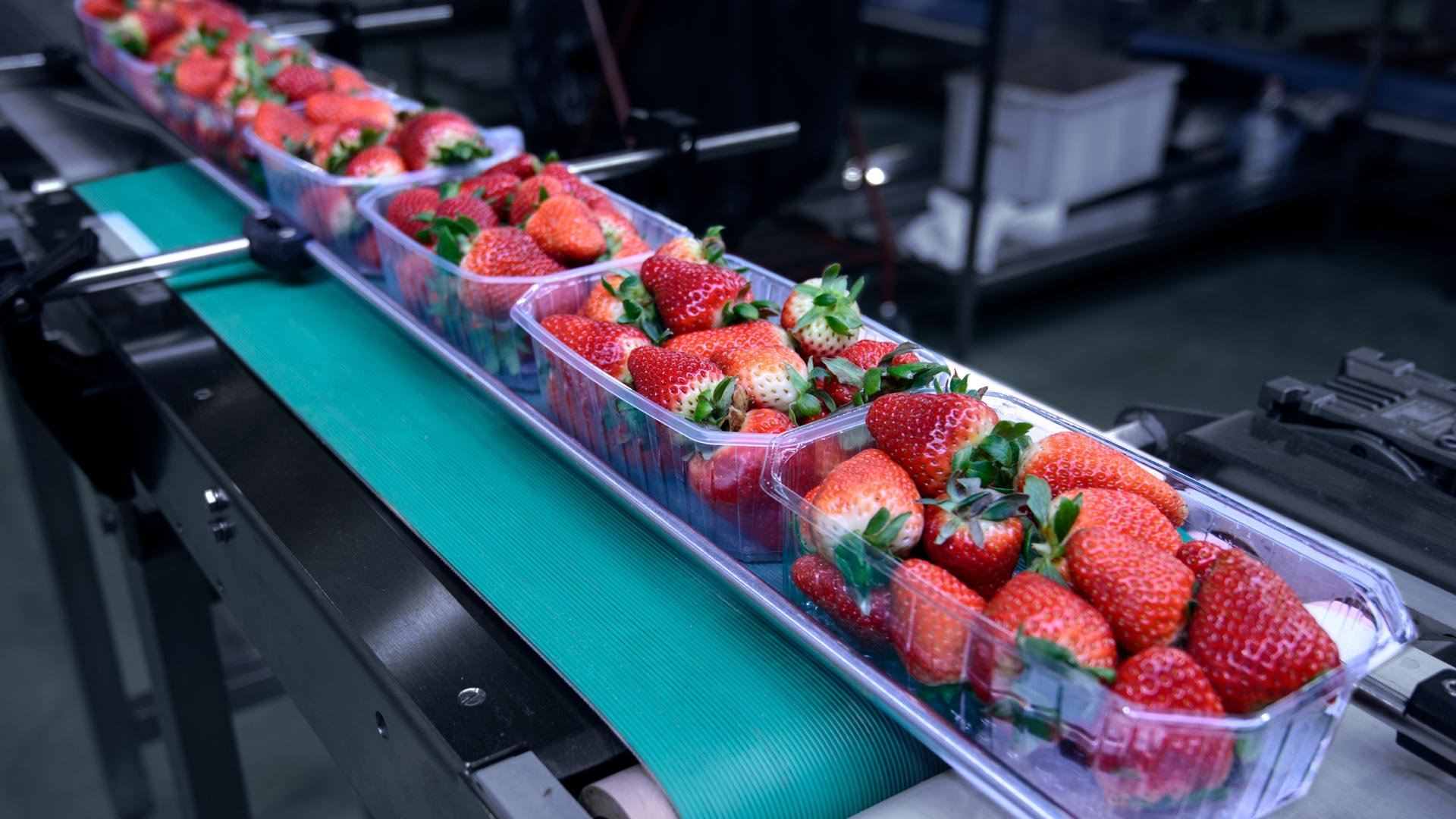 strawberries-on-conveyor-food-beverage_1920x1080