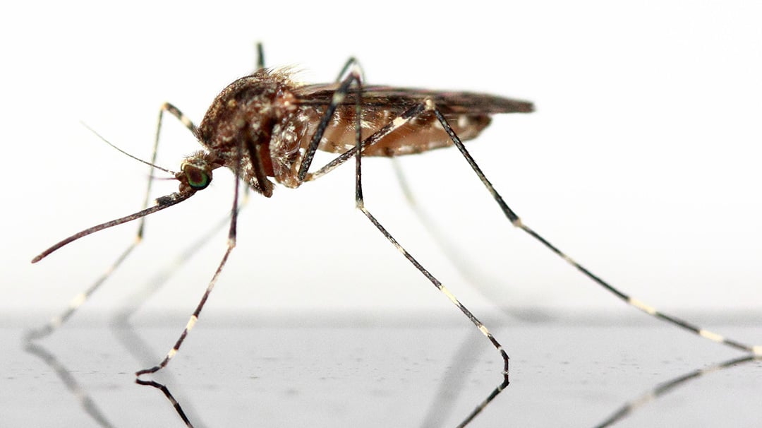 mosquito-closeup_1080x606