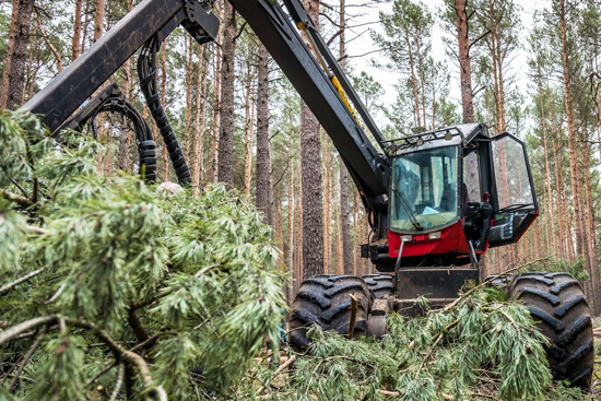 application-industry-timber-products-saw-mill