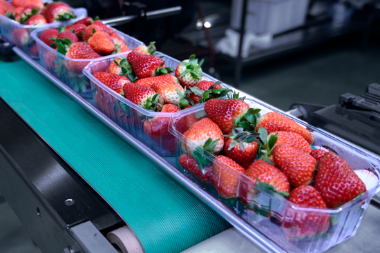 conveyor_food-strawberries_550x367