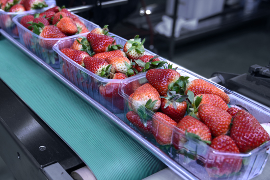 strawberries-on-conveyor-food-beverage_550x367